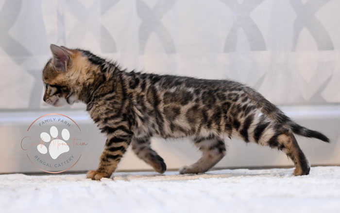 Bengal kitten for sale